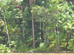 Biodiversidade Amapa